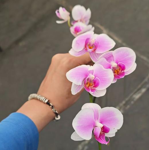 蝴蝶兰 | 貂蝉 商品图1