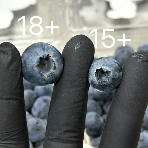 【雪吟花香蓝莓】云南高原山地种植，精选新鲜果子，脆甜爆浆，花香味浓郁，满满花青素。净含量125g/盒，江浙沪皖顺丰包邮~ 商品图1