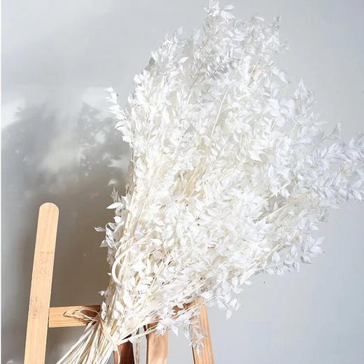 永生花材 | 富贵叶 商品图4