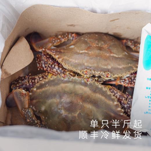 饱记 东海红膏梭子蟹野生肥美鲜顺丰冷鲜发货 商品图3