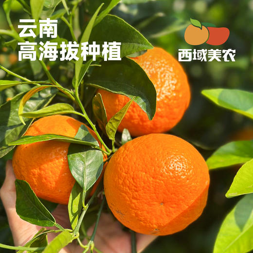 云南高原虎柑4 斤礼盒装  新鲜采摘发货，酸甜汁水足！中通 商品图2