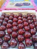 【上新活动】俄8品种 大连美早樱桃🍒上市啦！一年一季的美味，颗颗饱满，脆甜多汁 商品缩略图6