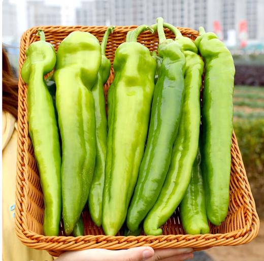 【QT】新鲜 青尖椒 皮薄饱满清脆辣椒炒肉下饭菜 商品图1
