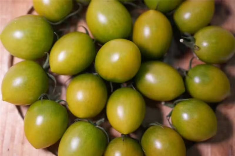 一口唤醒童年！四川西昌海拔 1500 米「青霞番茄」
