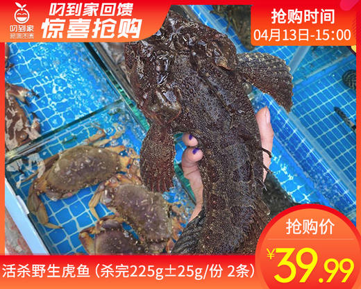 活杀野生虎鱼（杀完225g±25g/份 2条） 商品图0