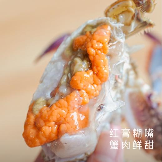 饱记 东海红膏梭子蟹野生肥美鲜顺丰冷鲜发货 商品图1