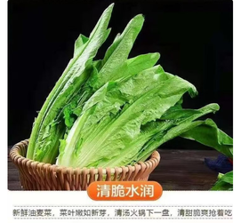 【QT】新鲜油麦菜 蔬菜鲜嫩多汁