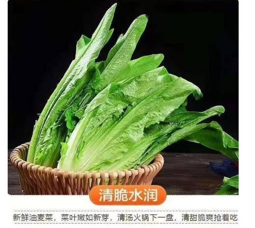 【QT】新鲜油麦菜 蔬菜鲜嫩多汁 商品图0