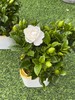 【花卉好物 丨栀子花2盆装】绿叶白花，格外清丽可爱，花香素雅清新，放于家中做装饰或者放于办公室桌子上做点缀皆可，鲜花产品下单后不支持拦截拒收和退换 商品缩略图0
