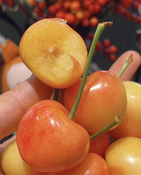 新疆水晶樱桃（散称168/斤 称重补差）