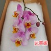 蝴蝶兰 | 达芙妮 商品缩略图1