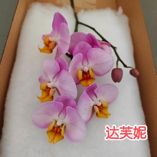 蝴蝶兰 | 达芙妮 商品图1
