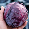 【农家现采紫甘蓝】 现砍现发  脆嫩清甜，营养丰富 商品缩略图2
