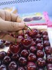 【上新活动】俄8品种 大连美早樱桃🍒上市啦！一年一季的美味，颗颗饱满，脆甜多汁 商品缩略图3