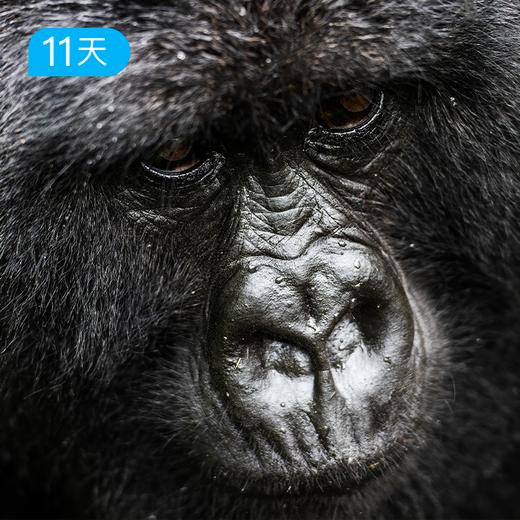 银背转身·群山苏醒 徒步猩球 ｜11日 乌干达卢旺达 商品图0
