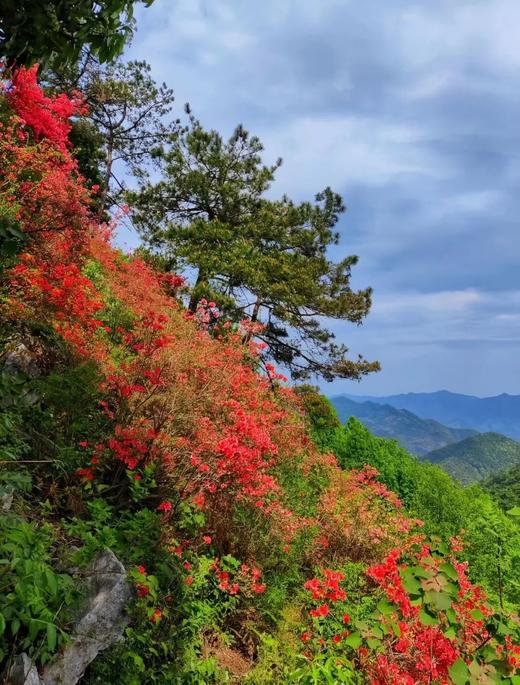 【鸬鸟山】一路春色斑斓/ 人间四月天 商品图0