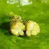 预售7-10天发货【顺丰空运】大凉山多彩桑葚 桑葚果 独特小众 金香/长绿品种 125g/盒 商品缩略图3