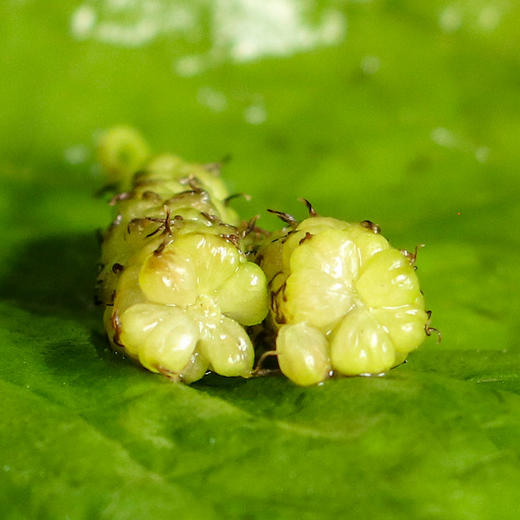 预售7-10天发货【顺丰空运】大凉山多彩桑葚 桑葚果 独特小众 金香/长绿品种 125g/盒 商品图3