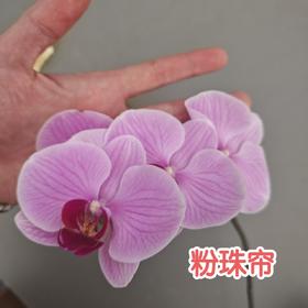 蝴蝶兰 | 粉珠帘