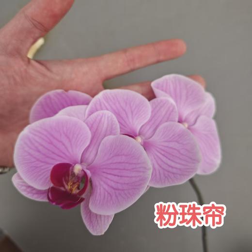 蝴蝶兰 | 粉珠帘 商品图0