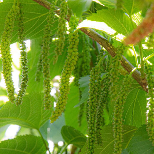 预售7-10天发货【顺丰空运】大凉山多彩桑葚 桑葚果 独特小众 金香/长绿品种 125g/盒 商品图6
