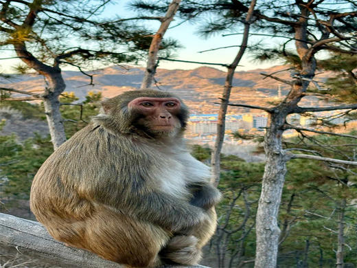 五一3日【承德山水】｜承德全景の双塔山奇景-皇家避暑山庄-小布达拉宫-蟠龙湖水下长城-雾灵山奇遇-青松岭打卡 商品图8