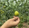 一口唤醒童年！四川西昌海拔 1500 米「青霞番茄」 商品缩略图3