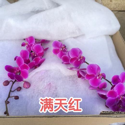 蝴蝶兰 | 满天红 商品图1