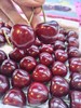 【上新活动】俄8品种 大连美早樱桃🍒上市啦！一年一季的美味，颗颗饱满，脆甜多汁 商品缩略图4