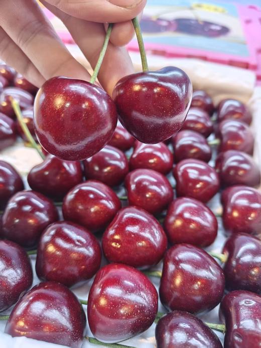 【上新活动】俄8品种 大连美早樱桃🍒上市啦！一年一季的美味，颗颗饱满，脆甜多汁 商品图4