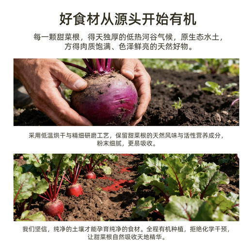 【凤品优选】有机甜菜根粉高膳食纤维营养健康跑步代餐粉冲饮补充叶酸 商品图4