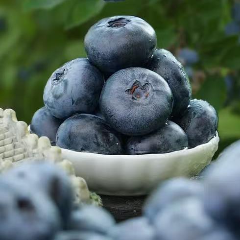 【99元到手12盒约3斤】正宗云南L25花香蓝莓！佳沃悦美添品牌，顺丰生鲜，品质保证，坏果包赔，花香脆甜，（本产季最后一波 预计4月15下架，错过再等明年！！！） 商品图5