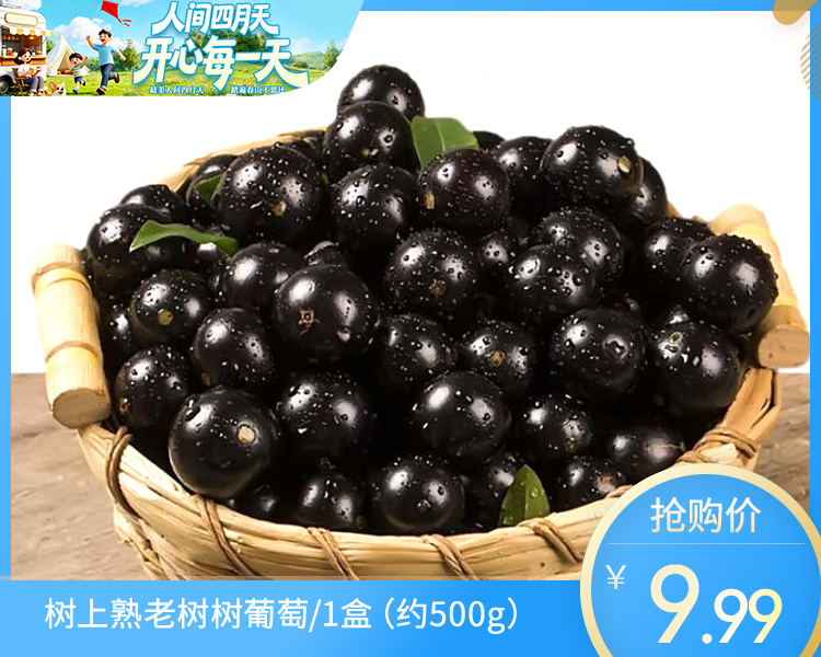 树上熟老树树葡萄/1盒（约500g）