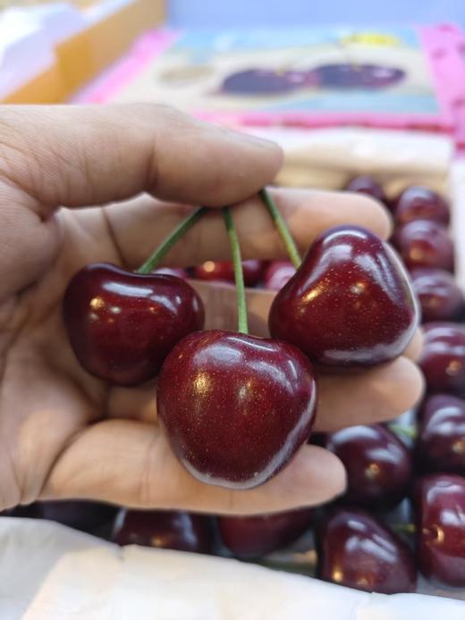 【上新活动】俄8品种 大连美早樱桃🍒上市啦！一年一季的美味，颗颗饱满，脆甜多汁 商品图0