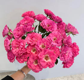 B级美人鱼多头玫瑰10枝