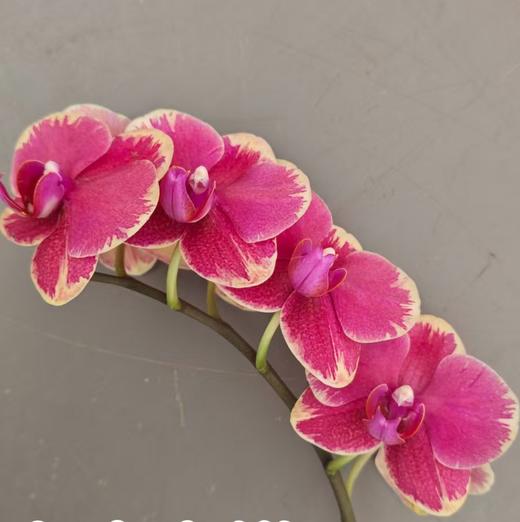 蝴蝶兰 | 金边吉祥 商品图1