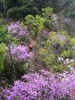 【九仰坪】走醉美登山古道，赏杜鹃花海 商品缩略图0