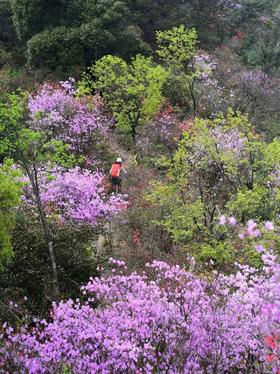 【九仰坪】走醉美登山古道，赏杜鹃花海
