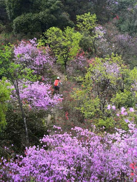 【九仰坪】走醉美登山古道，赏杜鹃花海 商品图0