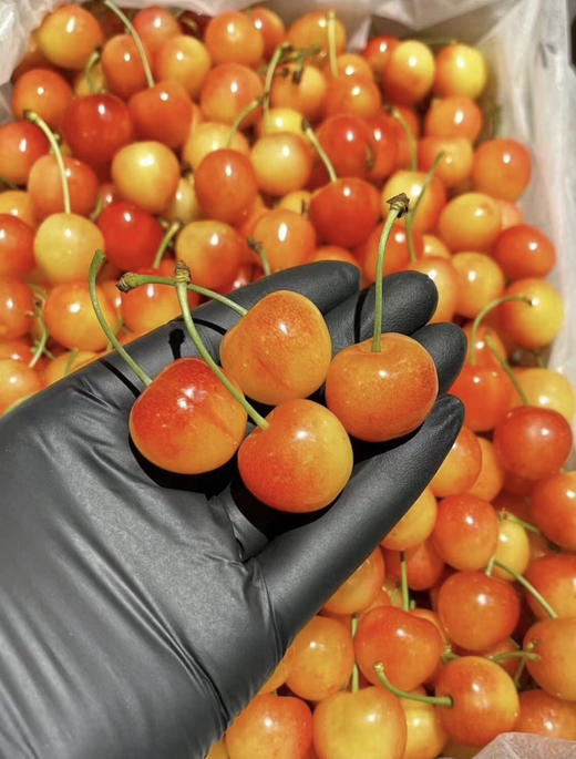 新疆水晶樱桃（散称168/斤 称重补差） 商品图1