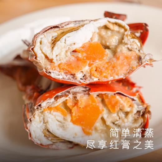 饱记 东海红膏梭子蟹野生肥美鲜顺丰冷鲜发货 商品图4