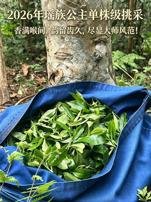 2026年头采【瑶族公主】品牌大师系列代表作，2026年春茶易武茶区普洱生茶古树拼配散茶 500g/斤 商品图0