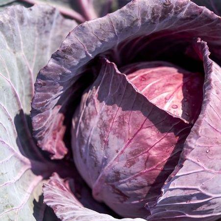 【农家现采紫甘蓝】 现砍现发  脆嫩清甜，营养丰富 商品图1