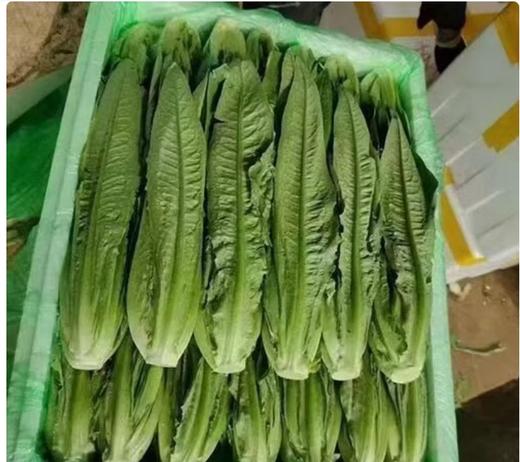 【QT】新鲜油麦菜 蔬菜鲜嫩多汁 商品图1