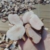 云贵药食同源食材系列丨云南野生麦冬，云南仿野生老树茯苓，云南文山三七，野生五指毛桃，野生土茯苓源自云贵地区的道地食材。三七可打粉/切片；茯苓可打粉，请订单备注，或联系客服，⭐️申通快递 商品缩略图13