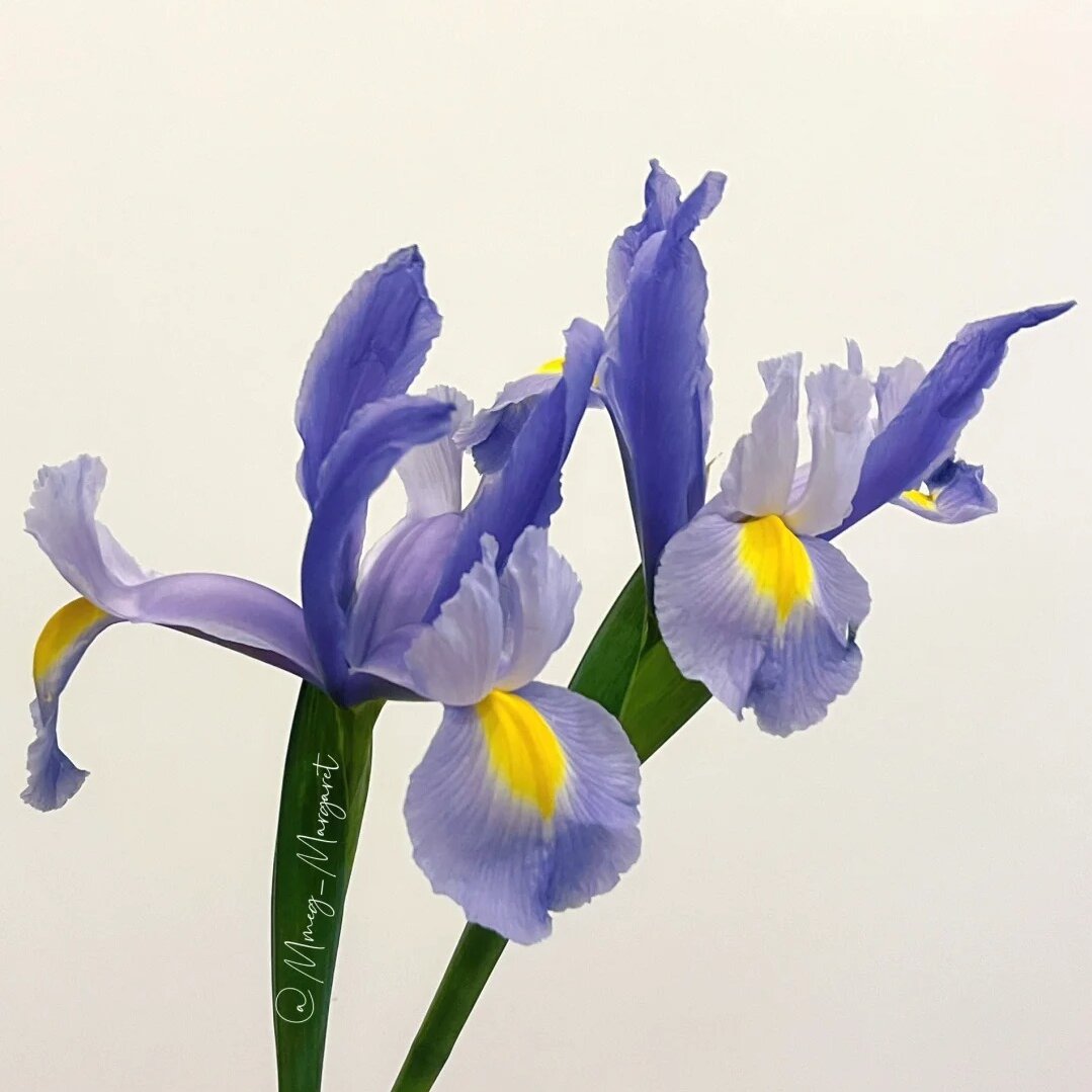 配花 | 鸢尾浅蓝