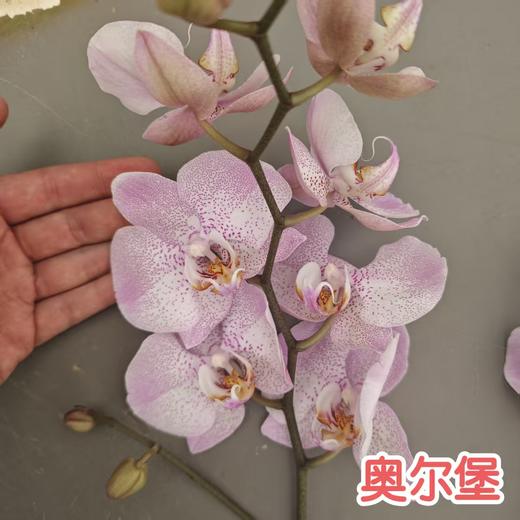 蝴蝶兰 | 奥尔堡 商品图2