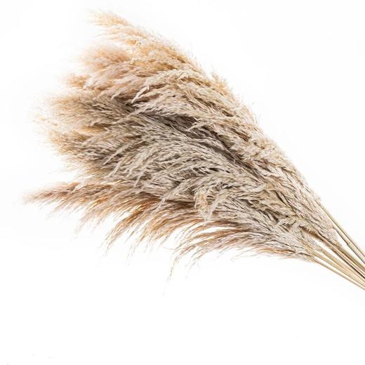 永生花材 | 大芦苇原色 商品图4