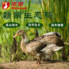 华英（HUAYING）赣南散养生态麻鸭净重2.5斤/袋冷冻整鸭新鲜土鸭煲汤红烧食材 商品缩略图2