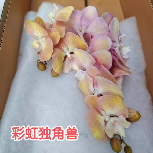 蝴蝶兰 | 彩虹独角兽 商品图2